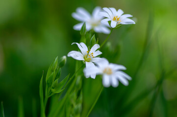 Rabalera Stellaria holostea greater stitchwort perennial flowers in bloom, group of white flowering plants on green background