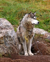 Sled dog in Pond Inlet, Nunavut, Canada
