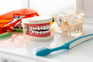 Jaw mockup and toothbrush on the table