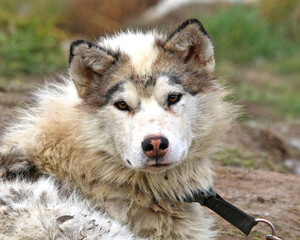 Sled dog in Pond Inlet, Nunavut, Canada