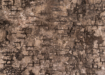 A texture of brown tree bark close up for design