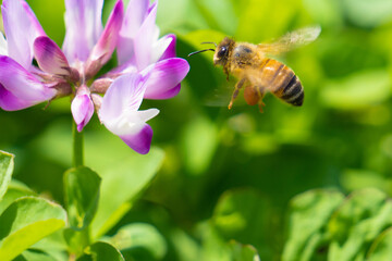 レンゲの蜜を狙うミツバチ