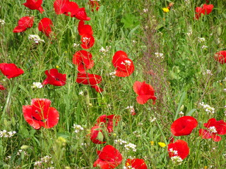 Fototapeta na wymiar Red Floral Poppy Flower Field 