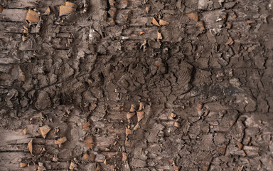 Close up wood texture background