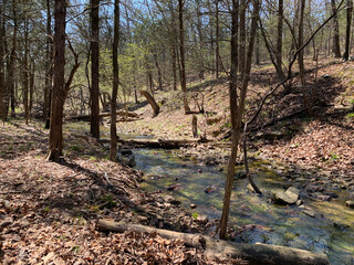 Springtime river and lake in the forest