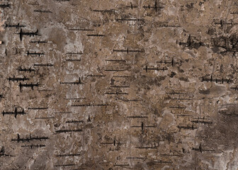 Tree bark texture. Nature wood background