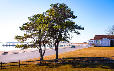 Seascape with Two Pine Trees in the Fenced Meadow Park