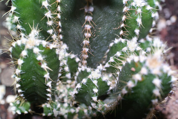 Cereus peruvianus cactus macro photo