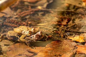 Pair of frogs as mating frog couple in macro close-up view as low angle view in garden pond looking during reproduction as European amphibians in wildlife lakes underwater with big eyes while pairing