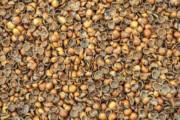 Noccioli di Nocciola