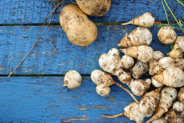 Freshly collected vegetables on the table.