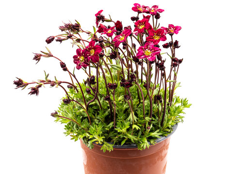 Steinbrech Saxifraga isoliert auf wei&szlig;en Hintergrund
