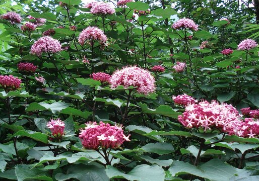 A close up photo of a Clerodendrum bungei Steud flower