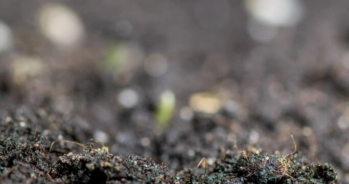 Fresh grass growing macro time-lapse. Closeup of germination and growth of tiny grass cereal crop. Wheat, oats or barley culture. Motorised panoramic movement.
