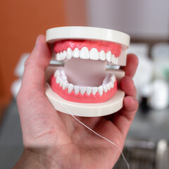 Mock up jaw with teeth holds in hand