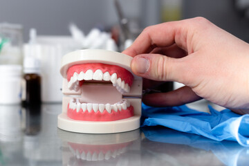 Fototapeta na wymiar Mock up jaw with teeth on table in dental office