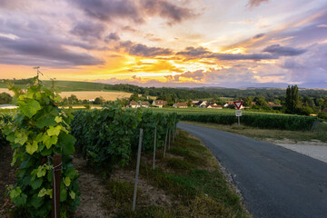 Naklejka premium Row vine grape in champagne vineyards at montagne de reims