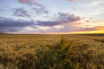 Fototapeta na wymiar Beautiful rural scene of barley fields in sunset time