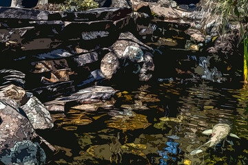 Fototapeta na wymiar Koi Pond With Colorful Fish and Waterfall
