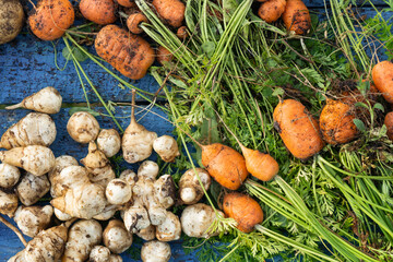 Freshly collected vegetables on the table.