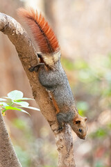 Fototapeta premium Variable Squirrel climbing down the tree