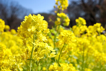 Fototapeta premium 菜の花 アブラナ 菜花 春 満開 花畑 花びら 黄色 パステル 美しい きれい 優美 