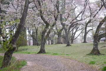 桜の木の林