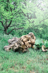 Glade with a large stone and trees