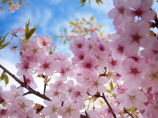 薄桃色の桜アップ