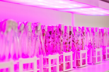 Plants in test tubes with a nutrient solution under ultraviolet rays on a shelf in a laboratory. plant research for the agricultural industry concept