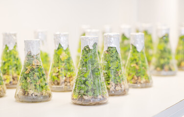 Test tubes with different plants in laboratory, closeup. University lab exploring new methods of plant breeding, Alternative green herb medicine, Natural skin care beauty products, Laboratory and deve