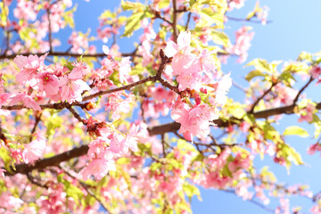 さくら 桜 サクラ 淡い 春満開 ピンク 花びら 美しい 綺麗 優美 かわいい 新生活