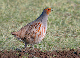 Grey Partridge