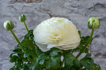 white ranunculus flower