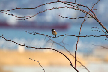 Common Stonechat