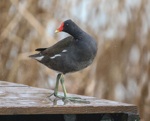 Common Moorhen
