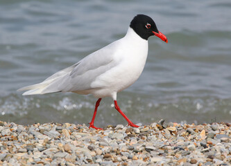 Mediterranean Gull