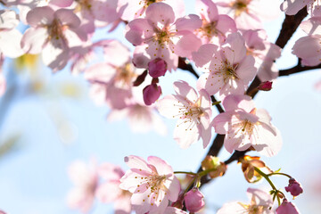 薄桃色の桜アップ