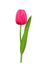 Realistic vector tulip, pink spring flower for design.