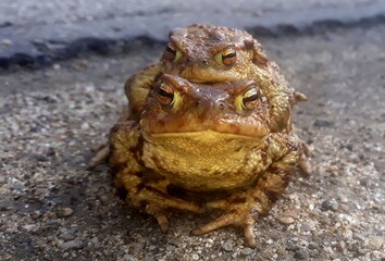frogs