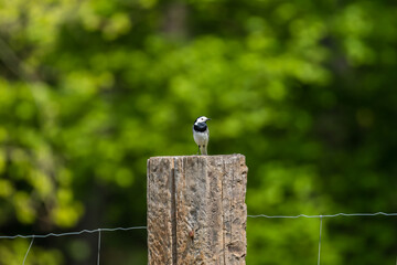 Pliszka siwa Motacilla alba odpoczywa na drewnianym słupku, mały ptak na ogrodzeniu, na szczycie - obrazy, fototapety, plakaty