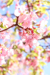 サクラ さくら 桜 美しい 満開 春 綺麗 優美 可憐 淡い 花見 穏やか 新生活 卒業 入学