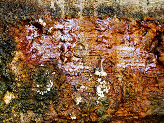 salt tarnish on metal surface, multicolored rusty texture of salt efflorescence