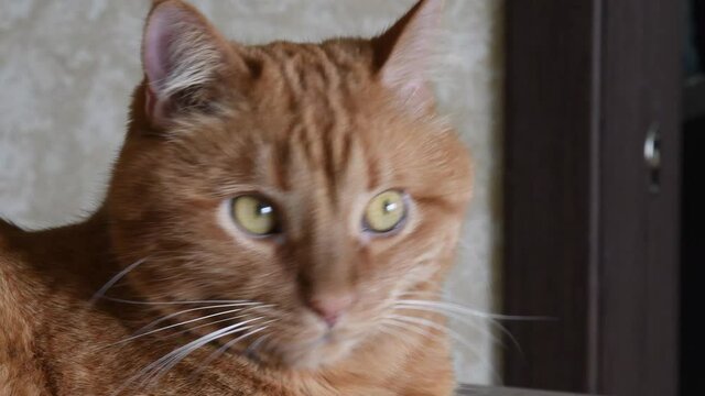 Red cat head with yellow eyes and long white whiskers. Ginger tabby cat with tiger-like stripes on head. Portrait of red cat looking straight to camera and then turn head and look right side