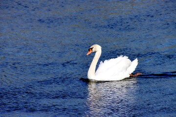 cygne