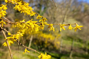 Forsythia europaea, commonly known as Albanian forsythia or European forsythia