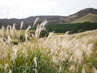 東伊豆　細野高原