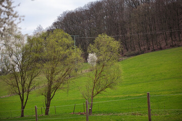 Frühling, Natur, Bäume, Blüten, Rheinland Pfalz, Katzweiler, April