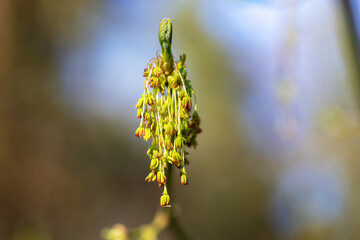 The flower of Acer negundo, the box elder, boxelder maple, Manitoba maple or ash-leaved maple, 