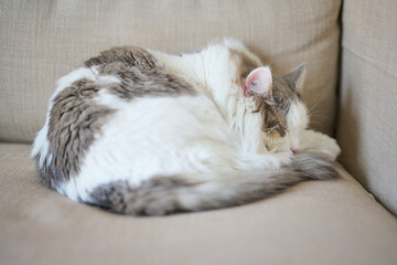 ソファの上で寝ている白猫